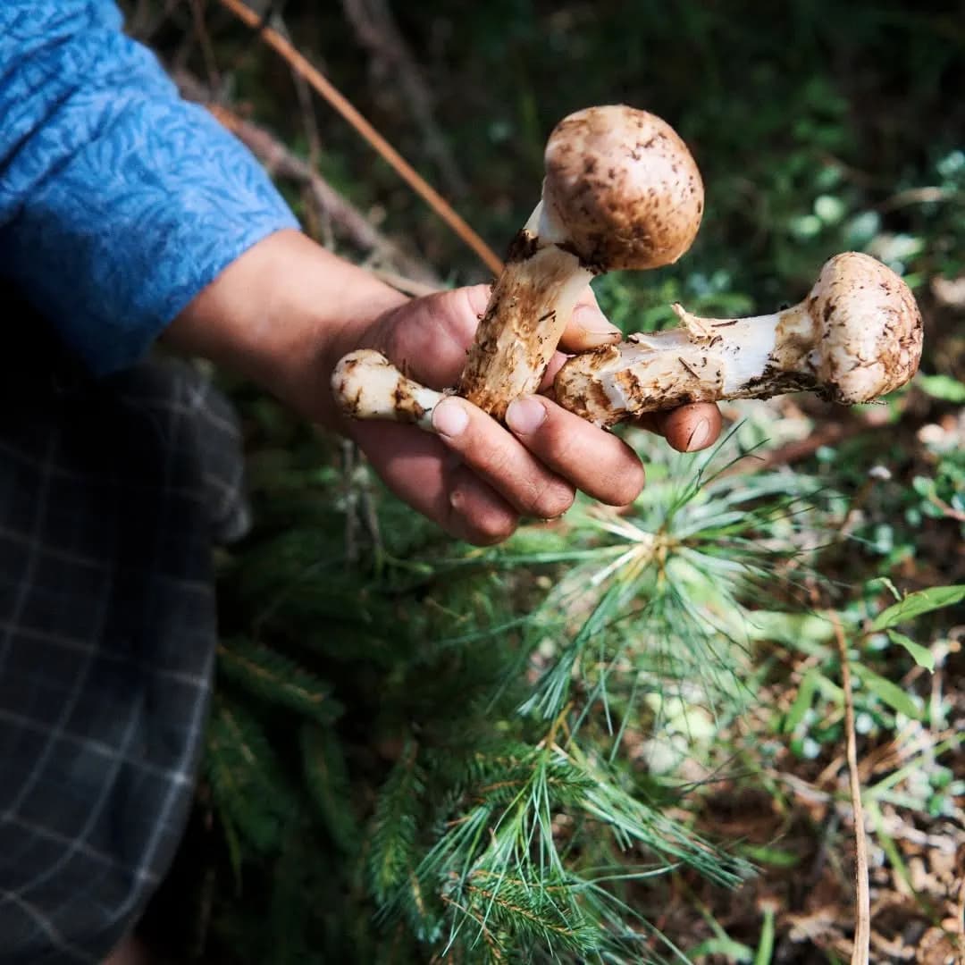 A hand holding freshly picked mushrooms in a pine forest