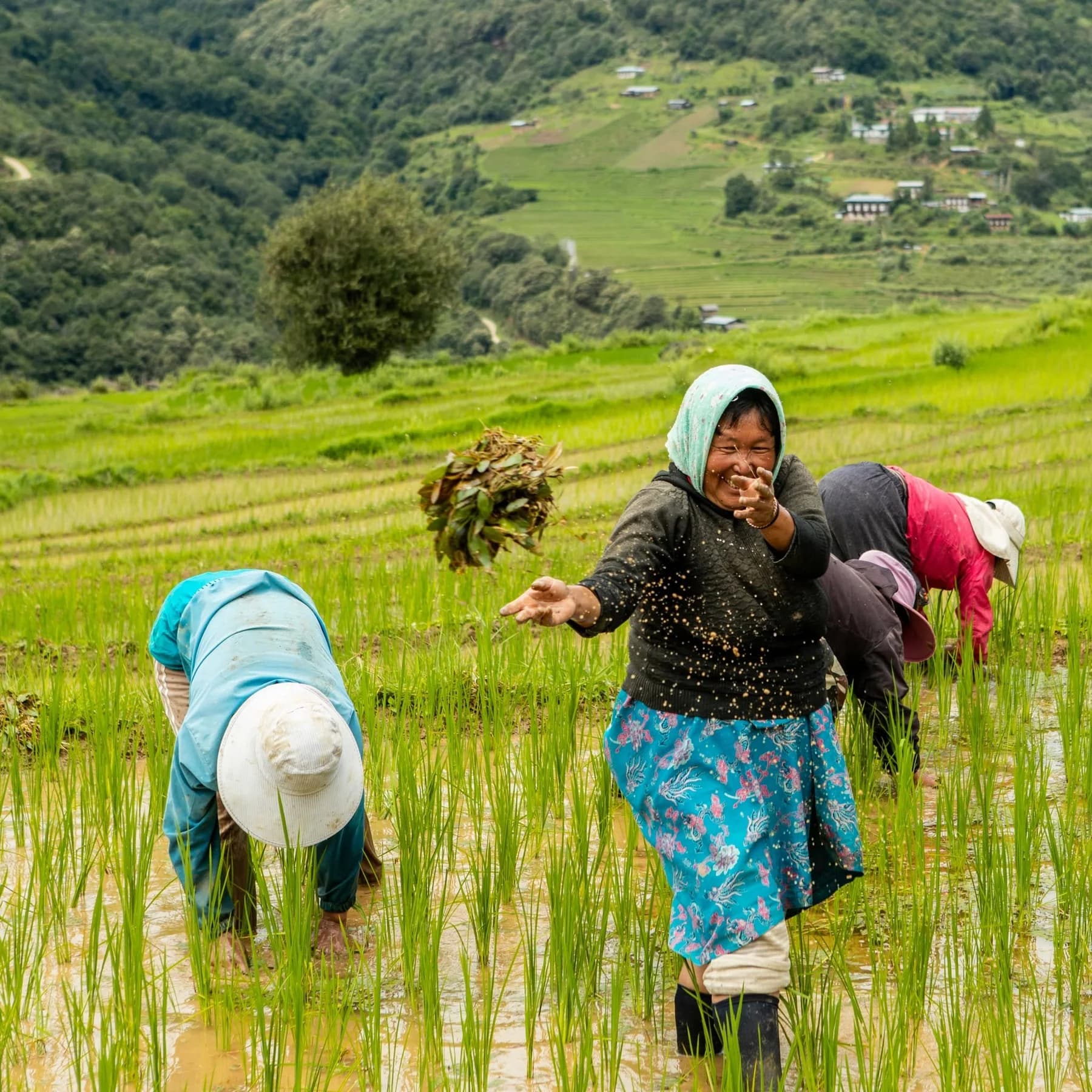 Farmers planting rice by hand in a flooded paddy field