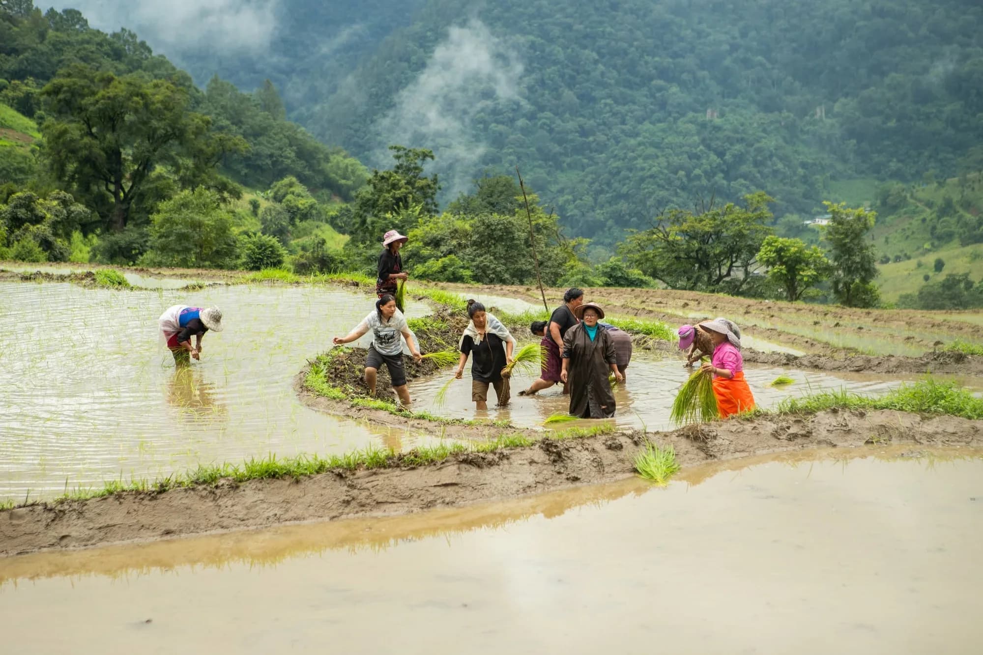 Farmers working in rice paddies in a green Bhutanese valley