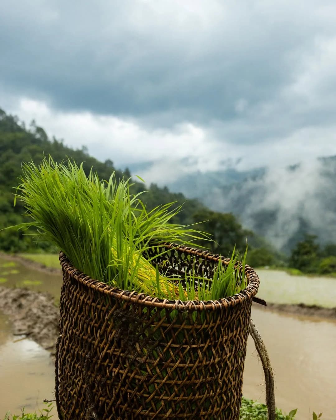A woven basket of rice seedlings beside a misty terraced field